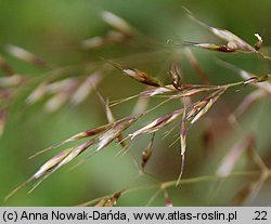 Trisetum alpestre (konietlica alpejska)