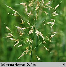 Trisetum flavescens (konietlica łąkowa)