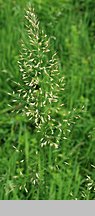 Trisetum flavescens (konietlica łąkowa)