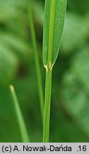 Trisetum flavescens (konietlica łąkowa)