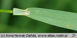 Trisetum flavescens (konietlica łąkowa)