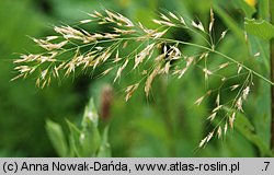 Trisetum flavescens (konietlica łąkowa)