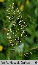 Trisetum flavescens (konietlica łąkowa)