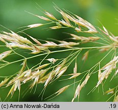 Trisetum flavescens (konietlica łąkowa)