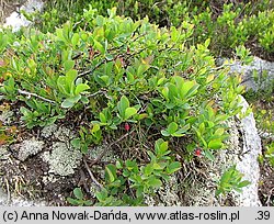 Vaccinium gaultherioides