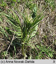 Valeriana angustifolia