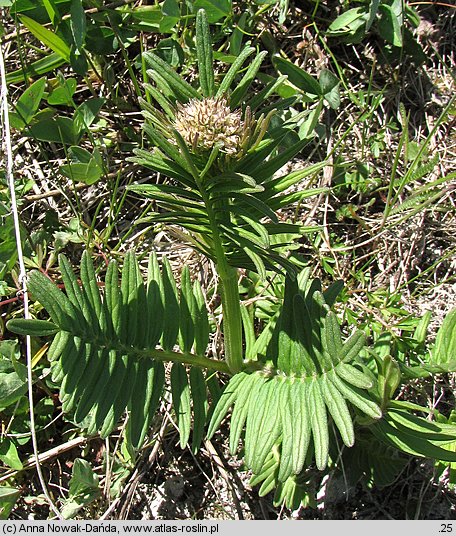 Valeriana angustifolia