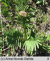 Valeriana angustifolia