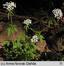 Valeriana tripteris