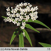 Valeriana tripteris