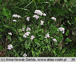 Valeriana tripteris