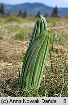 Veratrum lobelianum