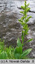 Veratrum lobelianum (ciemiężyca zielona)