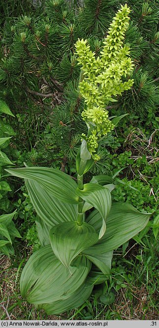 Veratrum lobelianum (ciemiężyca zielona)