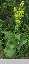 Veratrum lobelianum (ciemiężyca zielona)