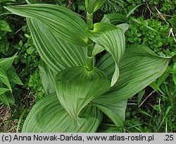 Veratrum lobelianum (ciemiężyca zielona)