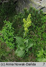 Veratrum lobelianum (ciemiężyca zielona)