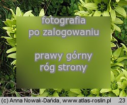 Veratrum lobelianum (ciemiężyca zielona)