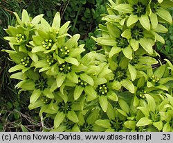 Veratrum lobelianum (ciemiężyca zielona)