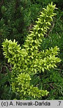 Veratrum lobelianum (ciemiężyca zielona)