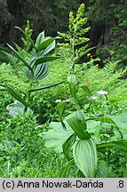 Veratrum lobelianum (ciemiężyca zielona)