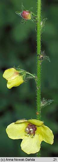 Verbascum blattaria (dziewanna rdzawa)