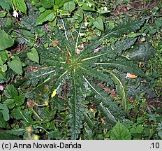 Verbascum blattaria (dziewanna rdzawa)