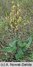 Verbascum chaixii ssp. austriacum (dziewanna Chaixa austriacka)