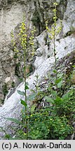 Verbascum chaixii ssp. austriacum (dziewanna Chaixa austriacka)