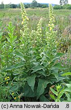 Verbascum phlomoides (dziewanna kutnerowata)