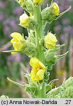 Verbascum phlomoides (dziewanna kutnerowata)