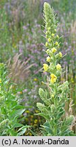 Verbascum phlomoides (dziewanna kutnerowata)