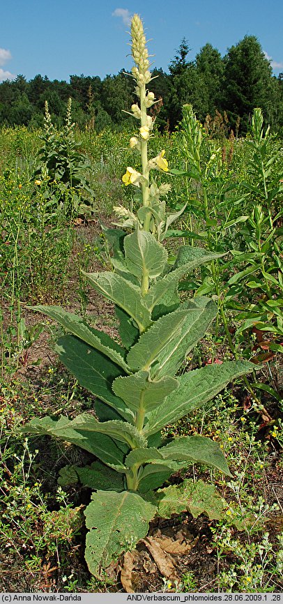 Verbascum phlomoides (dziewanna kutnerowata)