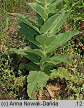 Verbascum phlomoides (dziewanna kutnerowata)