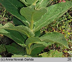 Verbascum phlomoides (dziewanna kutnerowata)