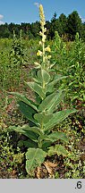 Verbascum phlomoides (dziewanna kutnerowata)