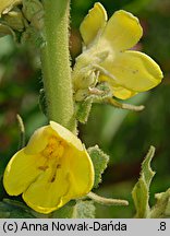 Verbascum phlomoides (dziewanna kutnerowata)