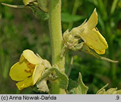 Verbascum phlomoides (dziewanna kutnerowata)