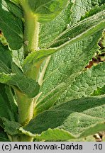 Verbascum phlomoides (dziewanna kutnerowata)