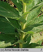 Verbascum phlomoides (dziewanna kutnerowata)