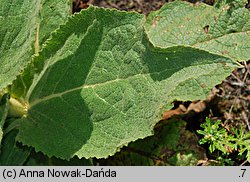 Verbascum phlomoides (dziewanna kutnerowata)