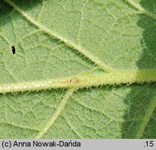 Verbascum phlomoides (dziewanna kutnerowata)