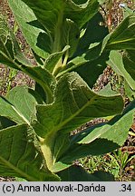 Verbascum phlomoides (dziewanna kutnerowata)