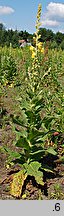 Verbascum phlomoides (dziewanna kutnerowata)