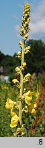 Verbascum phlomoides (dziewanna kutnerowata)