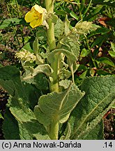 Verbascum phlomoides (dziewanna kutnerowata)