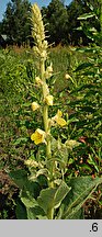 Verbascum phlomoides (dziewanna kutnerowata)