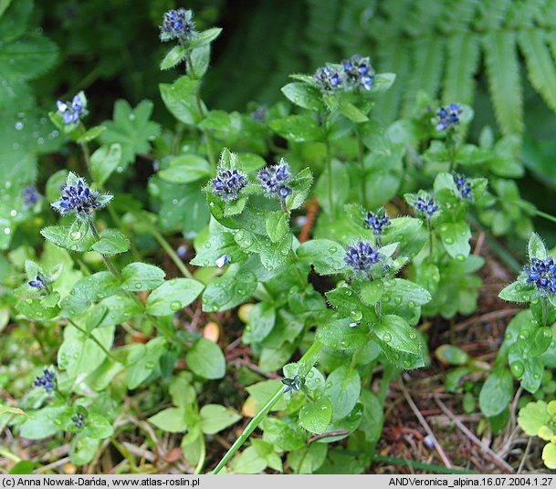 Veronica alpina (przetacznik alpejski)