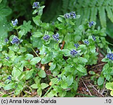 Veronica alpina (przetacznik alpejski)