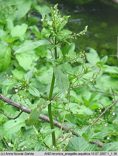 Veronica anagallis-aquatica (przetacznik bobownik)